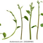 大发888娱乐的魅力:为何越来越多玩家选择这个平台 vc0e5rt23