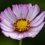 3d2025102期开奖号最新公布结果查询 a1mgned