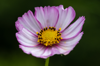 3d2025102期开奖号最新公布结果查询 3d2025102期开奖号最新公布结果查询