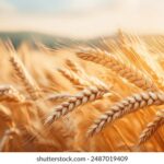 18018期大乐透开奖结果公布,大奖花落谁家? u7hm9pe3jr