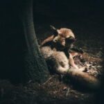 3d2025186期开奖结果最新公布:中奖号码与奖金详情速览 zleat